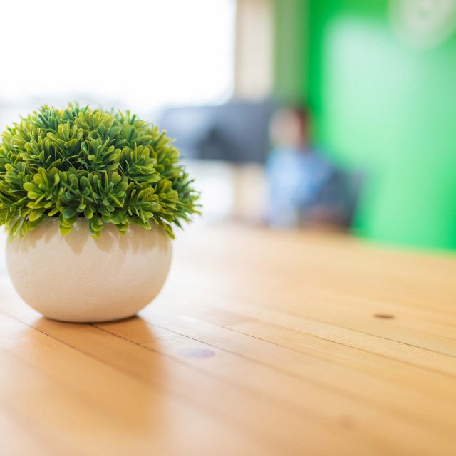 Small potted plant on wooden table with blurred green wall background.