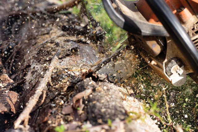 Chainsaw from Beaver Dam Tree Service slices a fallen tree, creating wood chips.