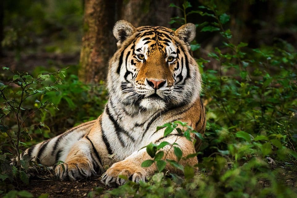 Tiger lying on the forest floor, showcasing EVI trainings impact amidst greenery.