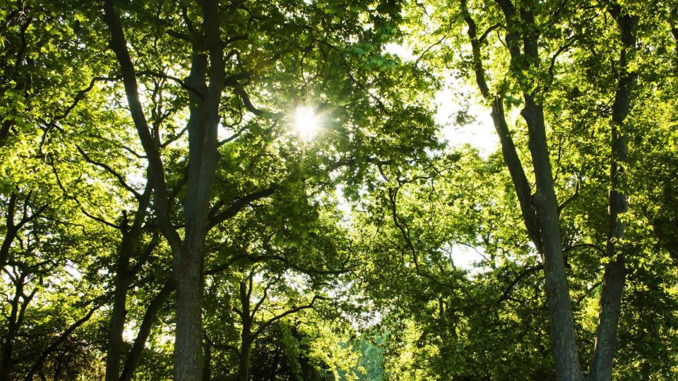Sunlight filters through lush trees near Winona Lakes forest setting.
