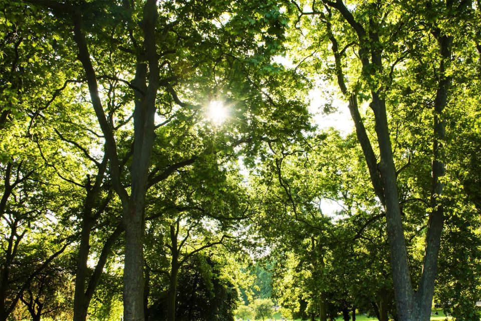 Sunlight filters through lush trees near Winona Lakes forest setting.
